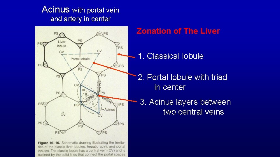 Acinus with portal vein and artery in center Zonation of The Liver 1. Classical