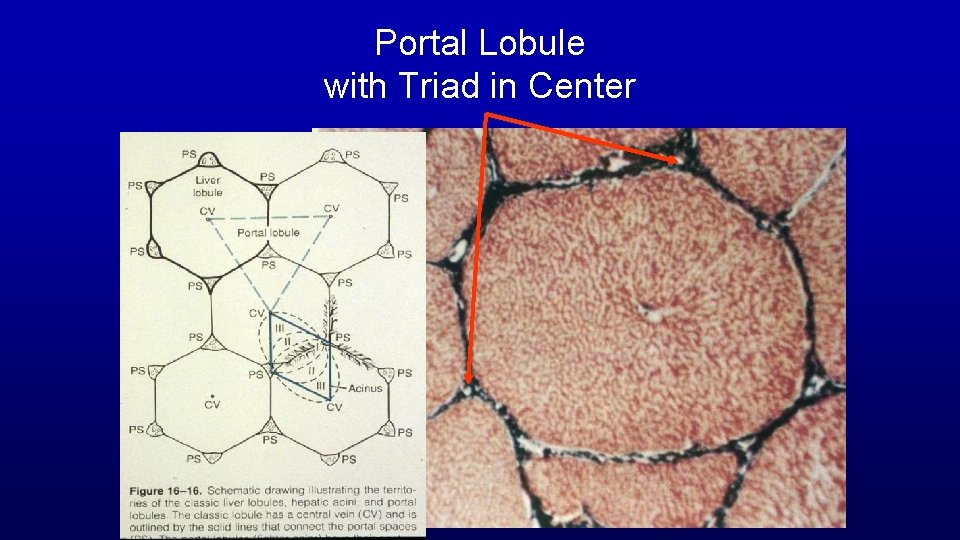 Portal Lobule with Triad in Center 