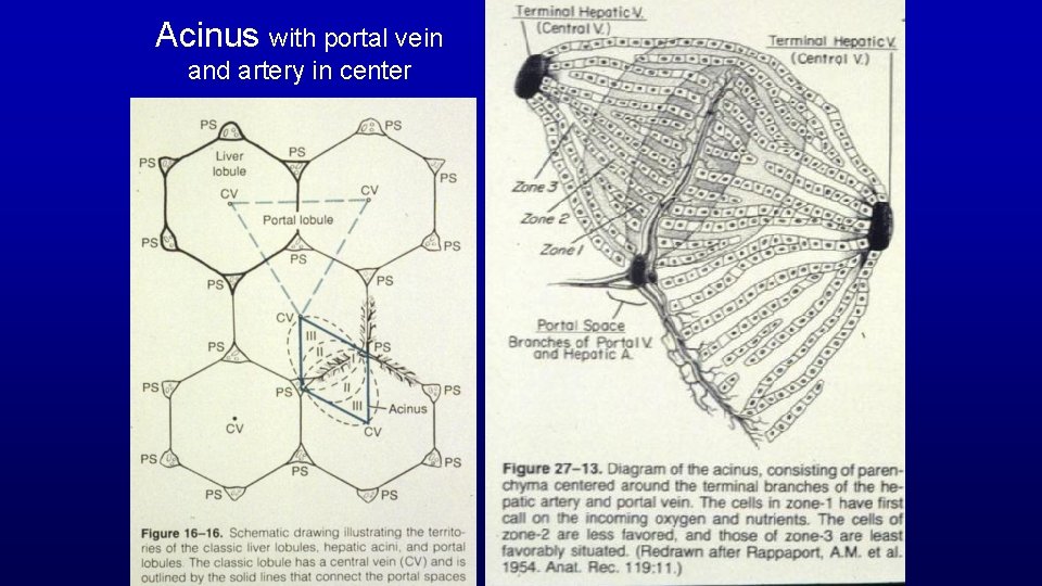 Acinus with portal vein and artery in center 