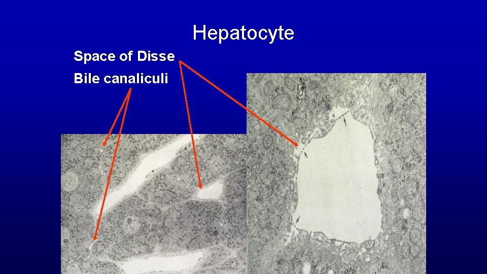 Hepatocyte Space of Disse Bile canaliculi 