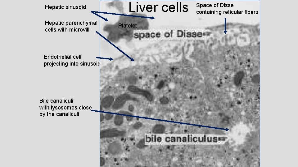 Hepatic sinusoid Hepatic parenchymal cells with microvilli Endothelial cell projecting into sinusoid Bile canaliculi