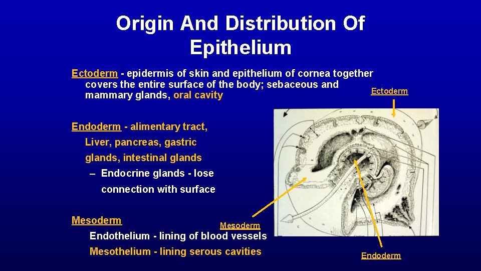 Origin And Distribution Of Epithelium Ectoderm - epidermis of skin and epithelium of cornea