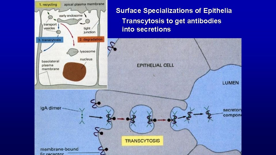 Surface Specializations of Epithelia Transcytosis to get antibodies into secretions 