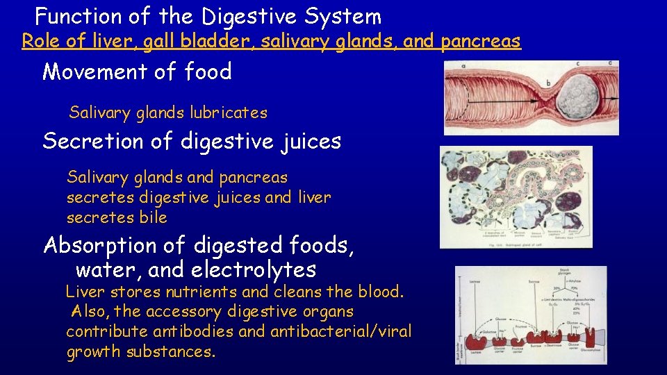 Function of the Digestive System Role of liver, gall bladder, salivary glands, and pancreas