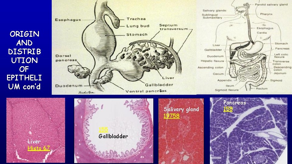 ORIGIN AND DISTRIB UTION OF EPITHELI UM con’d Salivary gland 19758 Liver Histo 67