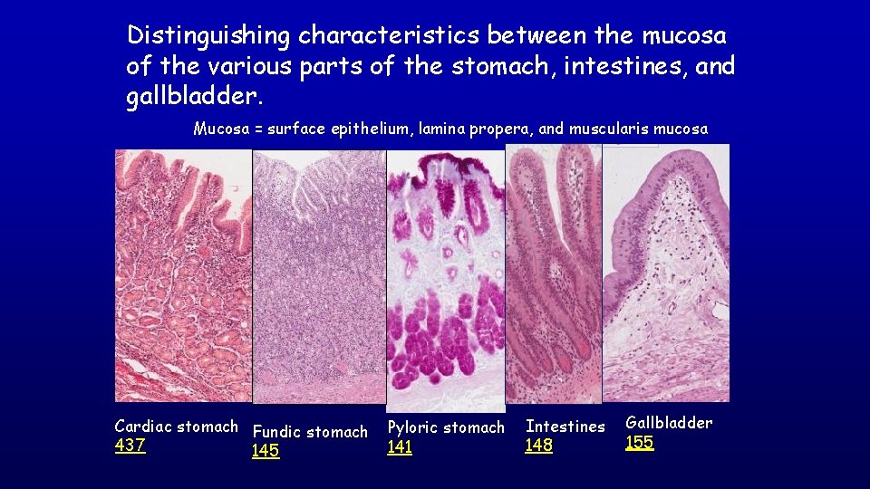 Distinguishing characteristics between the mucosa of the various parts of the stomach, intestines, and