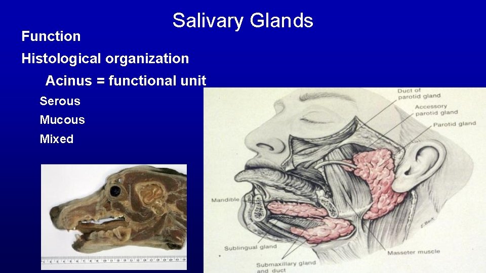 Function Salivary Glands Histological organization Acinus = functional unit Serous Mucous Mixed 