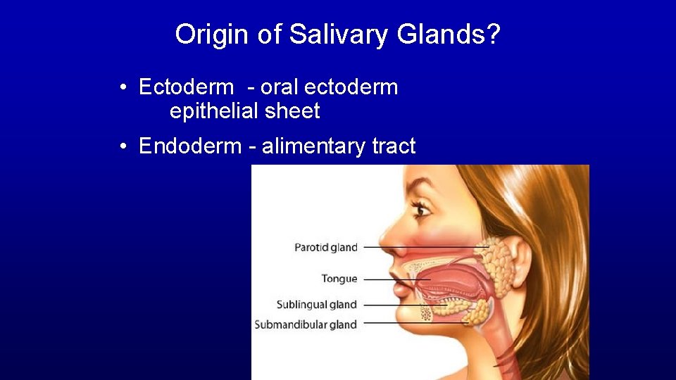 Origin of Salivary Glands? • Ectoderm - oral ectoderm epithelial sheet • Endoderm -