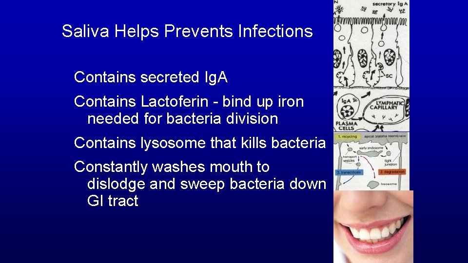 Saliva Helps Prevents Infections Contains secreted Ig. A Contains Lactoferin - bind up iron