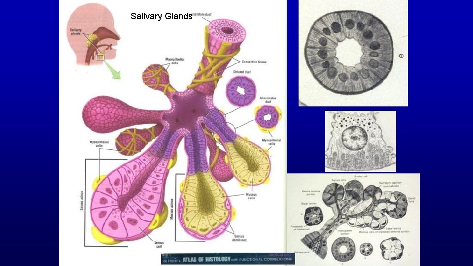 Salivary Glands 