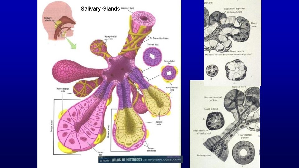 Salivary Glands 