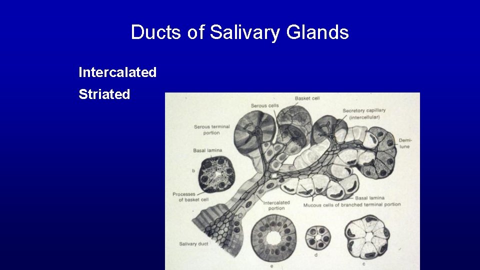 Ducts of Salivary Glands Intercalated Striated 