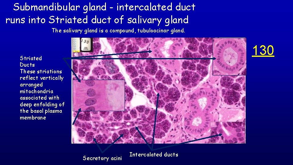 Submandibular gland - intercalated duct runs into Striated duct of salivary gland The salivary