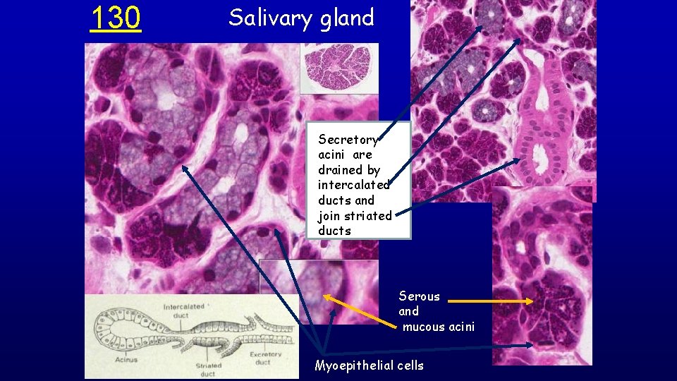 130 Salivary gland Secretory acini are drained by intercalated ducts and join striated ducts