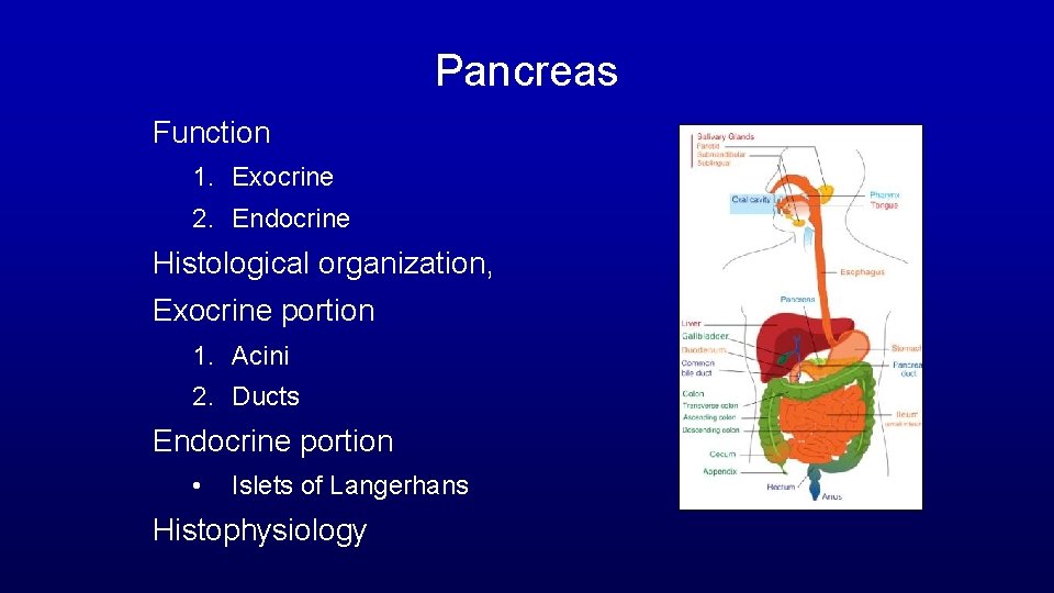 Pancreas Function 1. Exocrine 2. Endocrine Histological organization, Exocrine portion 1. Acini 2. Ducts