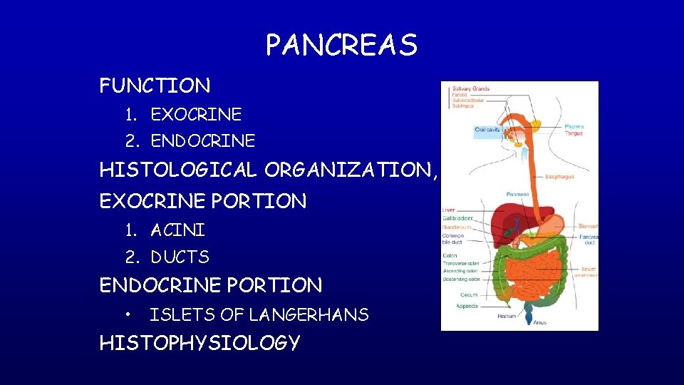 PANCREAS FUNCTION 1. EXOCRINE 2. ENDOCRINE HISTOLOGICAL ORGANIZATION, EXOCRINE PORTION 1. ACINI 2. DUCTS