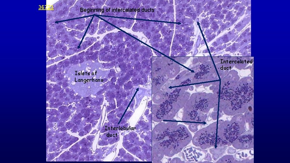 36723 Beginning of intercalated ducts Intercalated duct Islets of Langerhans Interlobular duct 