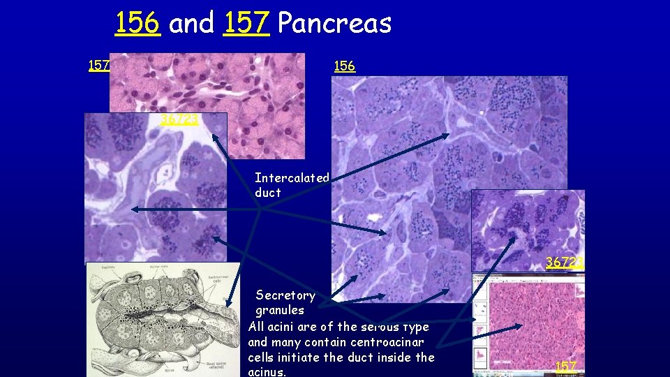 156 and 157 Pancreas 157 156 36723 Intercalated duct 36723 Secretory granules All acini