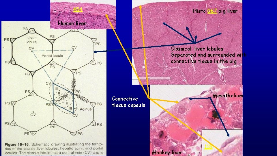 454 Histo 067 pig liver Human liver Classical liver lobules Separated and surrounded with