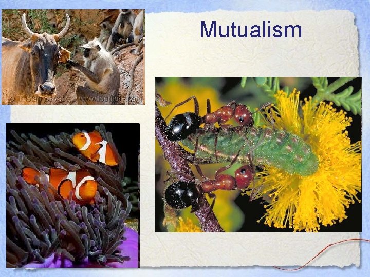 Mutualism 