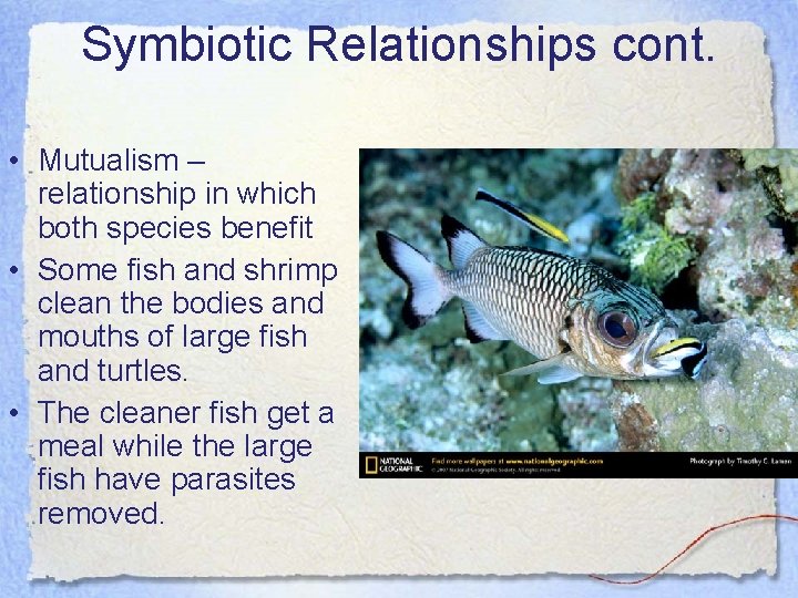 Symbiotic Relationships cont. • Mutualism – relationship in which both species benefit • Some