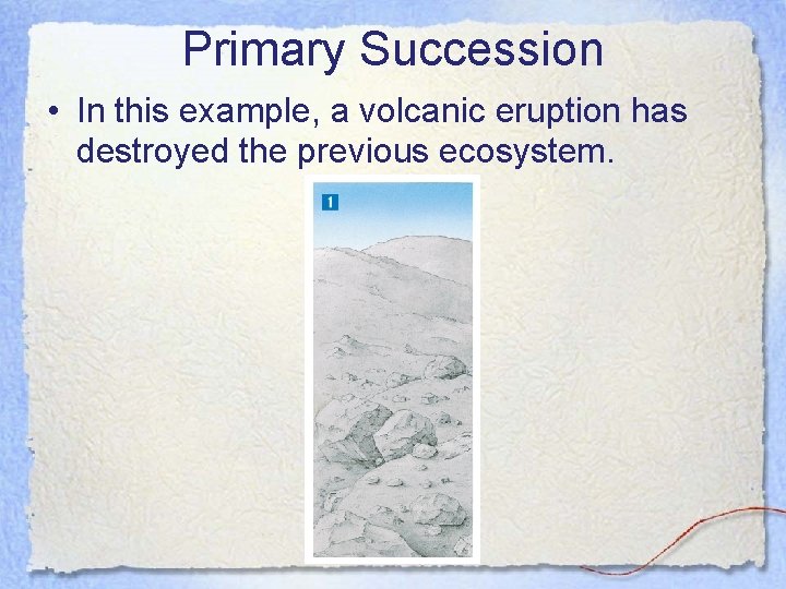 Primary Succession • In this example, a volcanic eruption has destroyed the previous ecosystem.