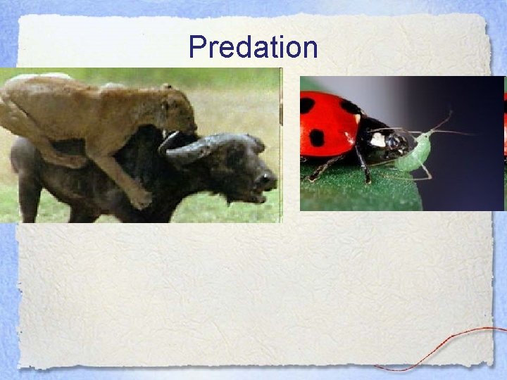 Predation 