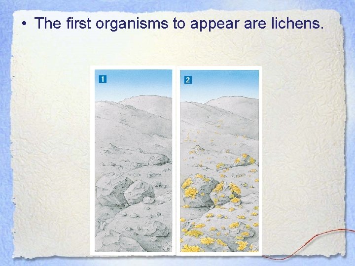  • The first organisms to appear are lichens. 