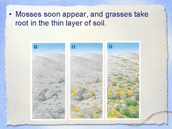  • Mosses soon appear, and grasses take root in the thin layer of