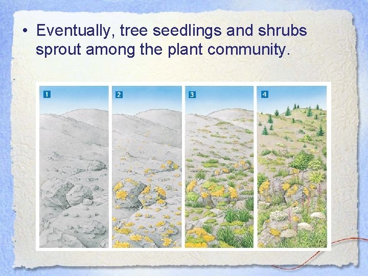  • Eventually, tree seedlings and shrubs sprout among the plant community. 