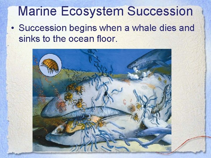 Marine Ecosystem Succession • Succession begins when a whale dies and sinks to the