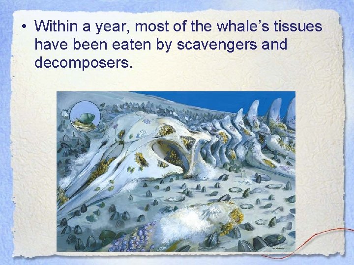  • Within a year, most of the whale’s tissues have been eaten by