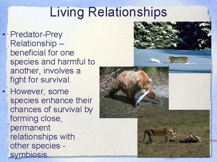 Living Relationships • Predator-Prey Relationship – beneficial for one species and harmful to another,