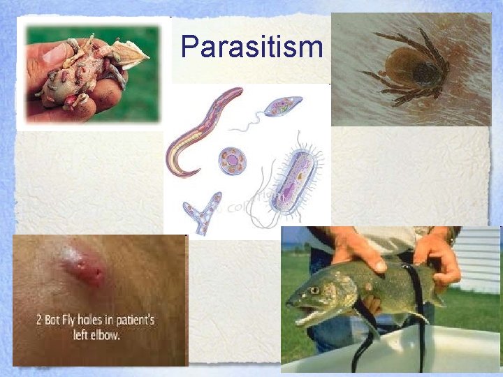 Parasitism 