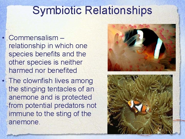 Symbiotic Relationships • Commensalism – relationship in which one species benefits and the other