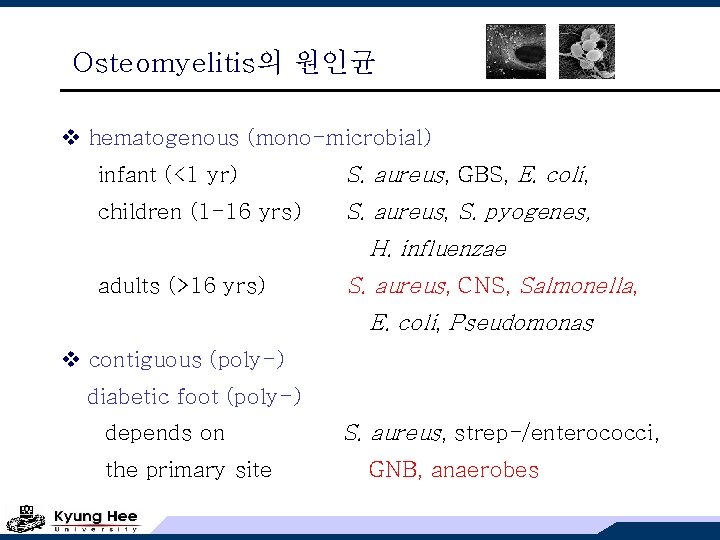 Osteomyelitis의 원인균 v hematogenous (mono-microbial) infant (<1 yr) S. aureus, GBS, E. coli, children