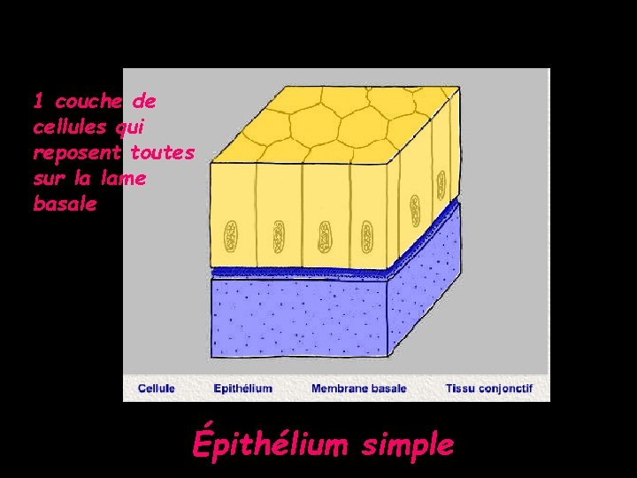 1 couche de cellules qui reposent toutes sur la lame basale Épithélium simple 