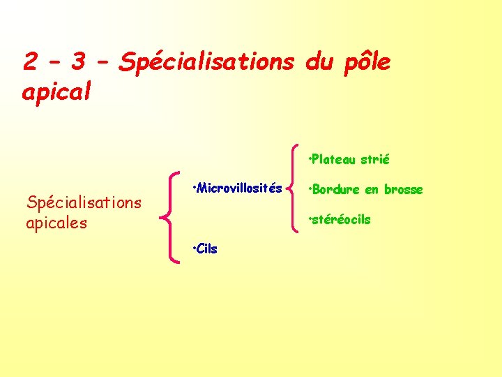 2 – 3 – Spécialisations du pôle apical • Plateau strié Spécialisations apicales •