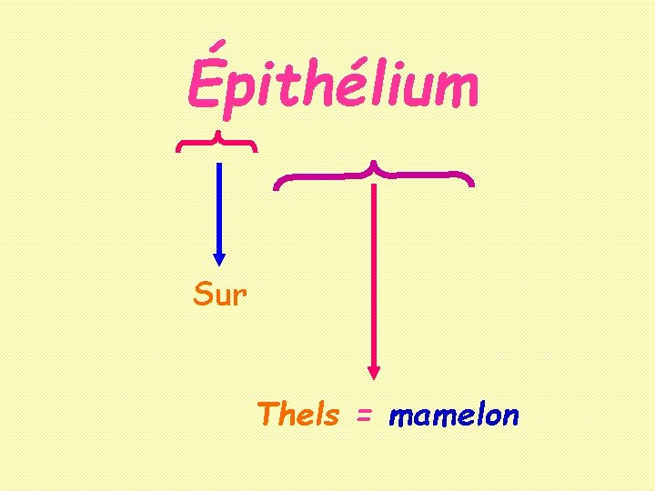 Épithélium Sur Thels = mamelon 