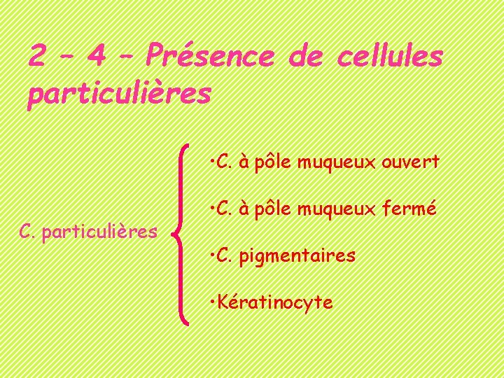 2 – 4 – Présence de cellules particulières • C. à pôle muqueux ouvert