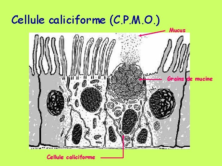 Cellule caliciforme (C. P. M. O. ) Mucus Grains de mucine Cellule caliciforme 