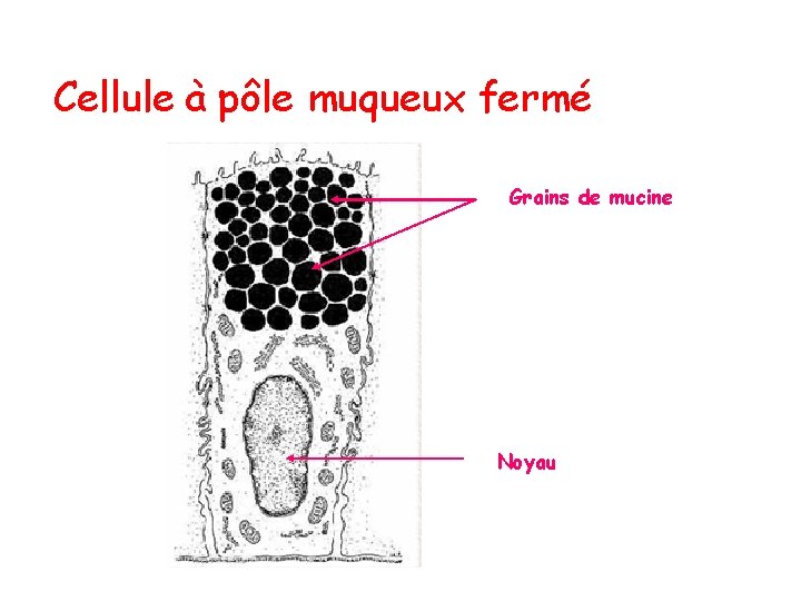 Cellule à pôle muqueux fermé Grains de mucine Noyau 