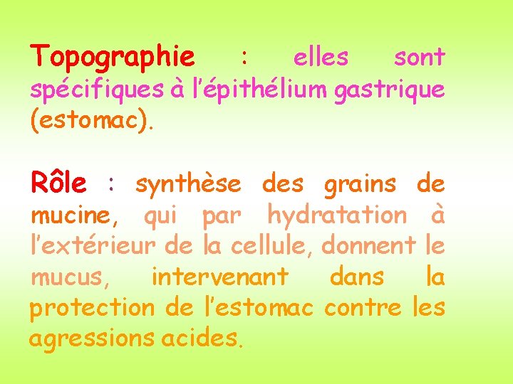 Topographie : elles sont spécifiques à l’épithélium gastrique (estomac). Rôle : synthèse des grains