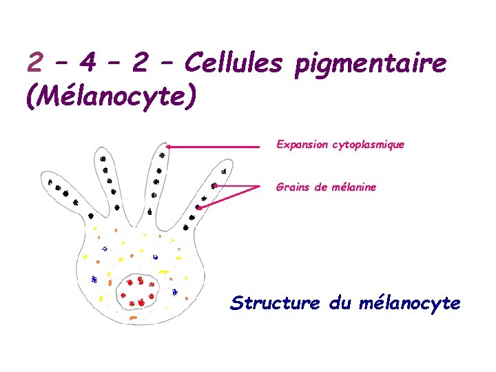 2 – 4 – 2 – Cellules pigmentaire (Mélanocyte) Expansion cytoplasmique Grains de mélanine