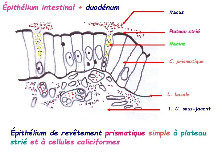 Épithélium intestinal + duodénum Mucus Plateau strié Mucine C. prismatique L. basale T. C.