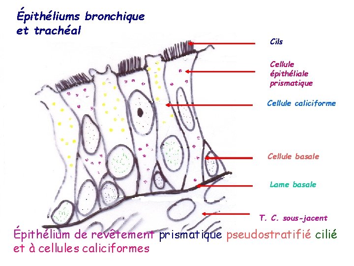 Épithéliums bronchique et trachéal Cils Cellule épithéliale prismatique Cellule caliciforme Cellule basale Lame basale