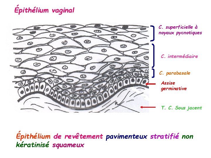 Épithélium vaginal C. superficielle à noyaux pycnotiques C. intermédiaire C. parabasale Assise germinative T.