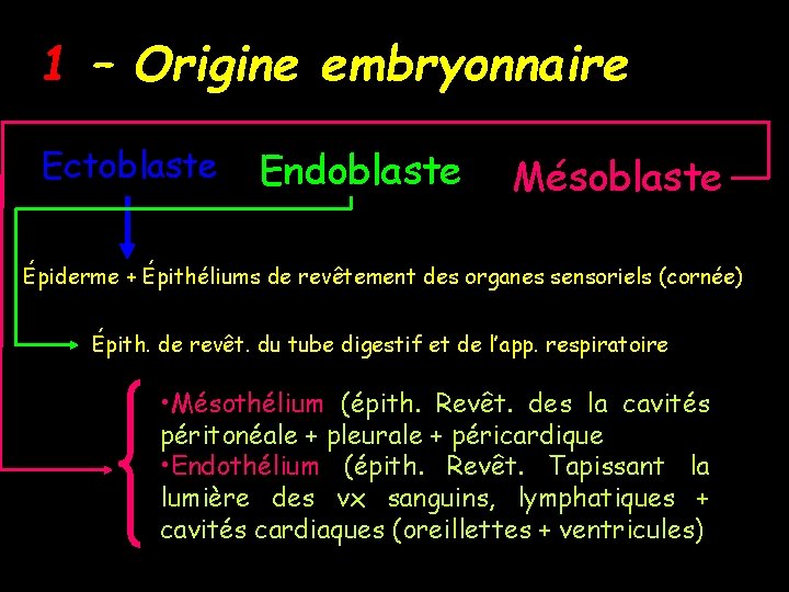1 – Origine embryonnaire Ectoblaste Endoblaste Mésoblaste Épiderme + Épithéliums de revêtement des organes