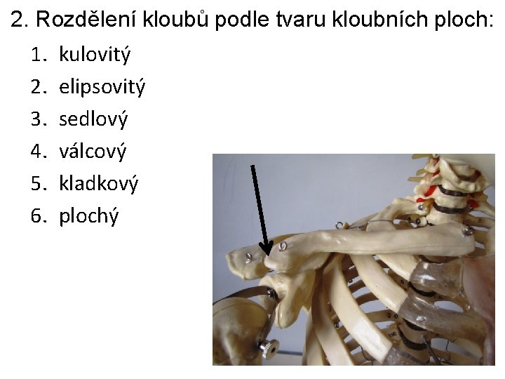 2. Rozdělení kloubů podle tvaru kloubních ploch: 1. 2. 3. 4. 5. 6. kulovitý