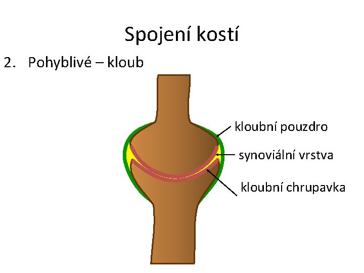 Spojení kostí 2. Pohyblivé – kloubní pouzdro synoviální vrstva kloubní chrupavka 